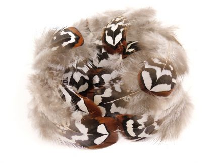 Craft Feathers & Unusual Gift ideas