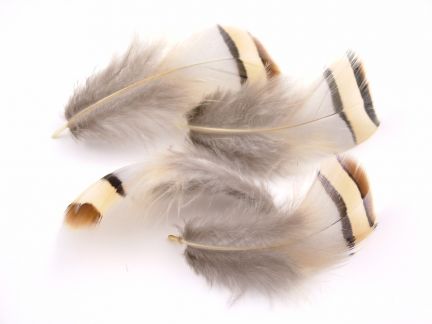 French Partridge Feathers