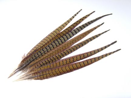 Ringneck Pheasant Feathers