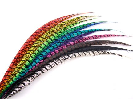 Lady Amherst Pheasant Feathers