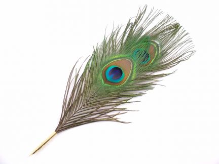 Peacock Quill Pens
