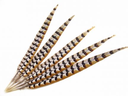 Reeves Pheasant Feathers