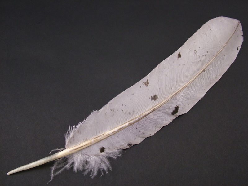 Rare Breed Turkey Hand Cut Quill Pen