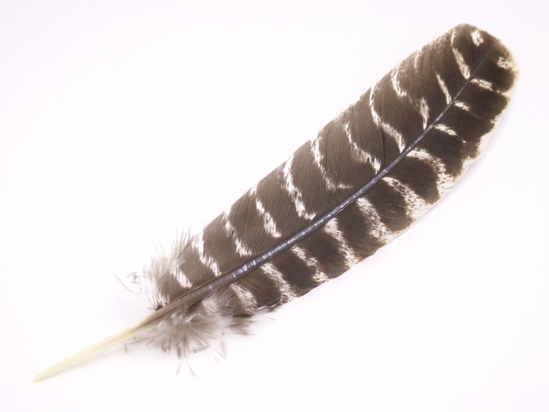 Rare Breed Turkey Hand Cut Quill Pen