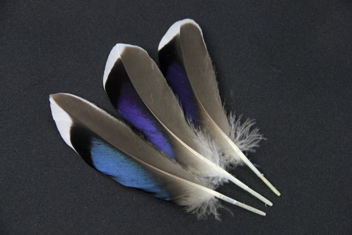 Butchers Blue Mallard Duck Feathers (Pack of 10) .