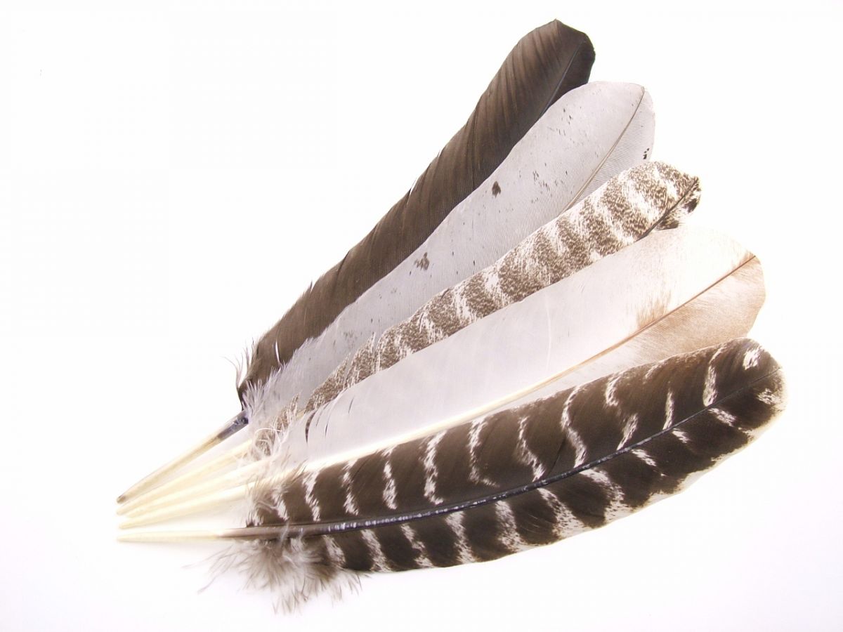 Rare Breed Turkey Hand Cut Quill Pen