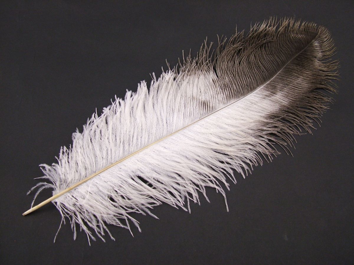 Ostrich Feathers  Large Feathers for Costumes & Decorations