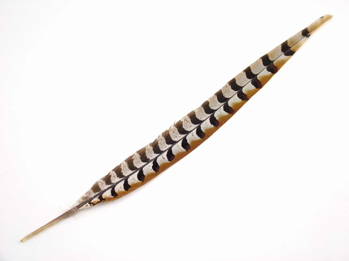 Reeves Pheasant tail feathers for millinery and costume