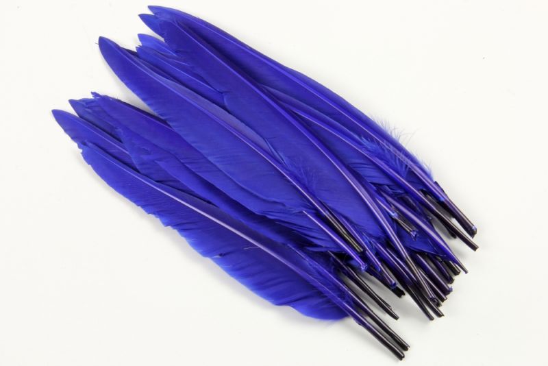 Special Offer Royal Blue Duck Quills (Pack of 25) 1