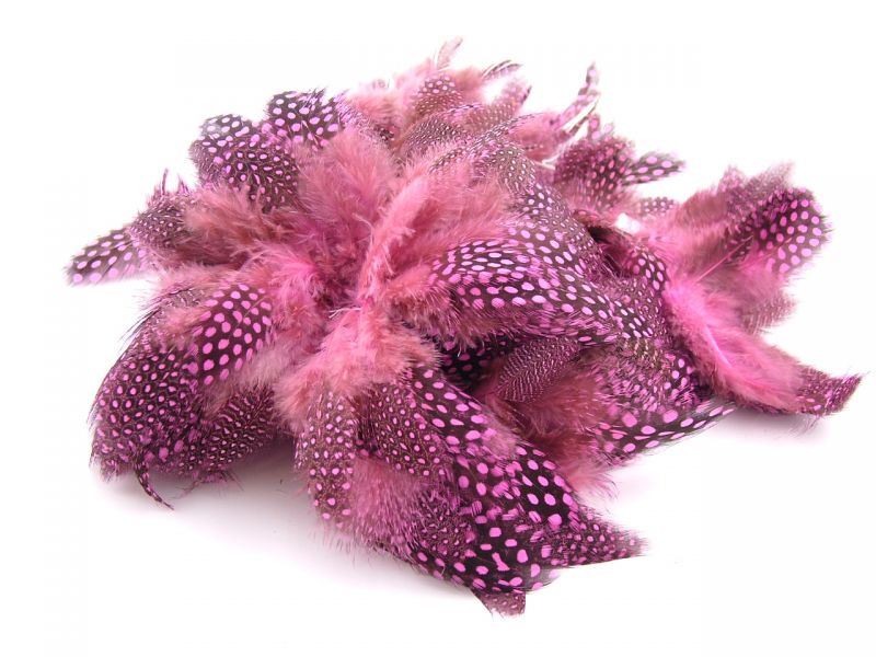 Dyed Guinea Fowl Plumage Feathers  3