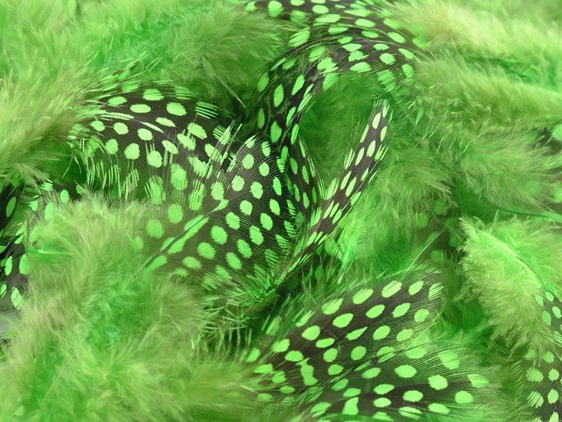 Dyed Guinea Fowl Plumage Feathers  4