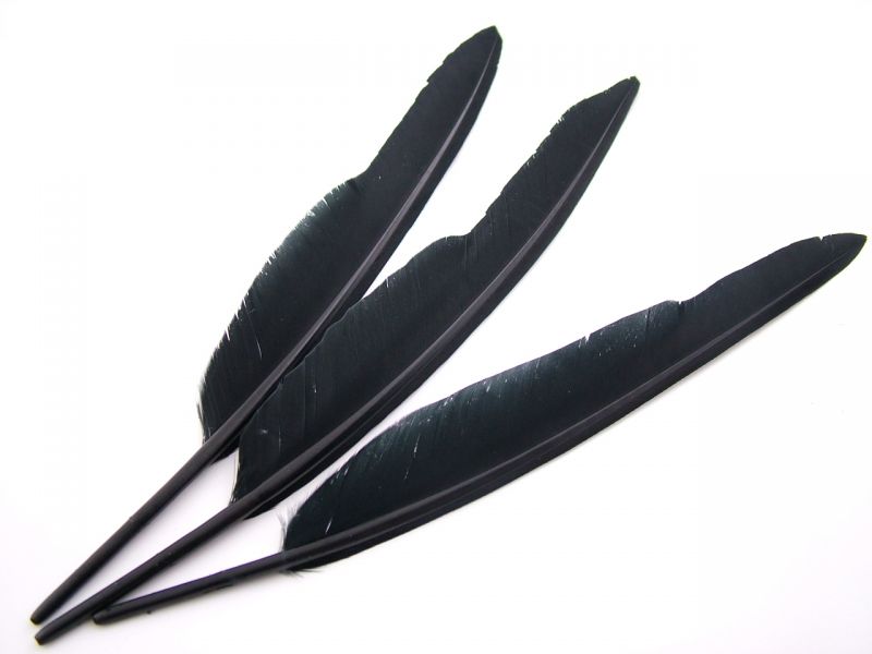 Duck Quills (Pack of 10) 4