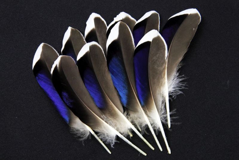 Butchers Blue Mallard Duck Feathers (Pack of 10) 1