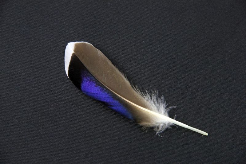 Butchers Blue Mallard Duck Feathers (Pack of 10) 3