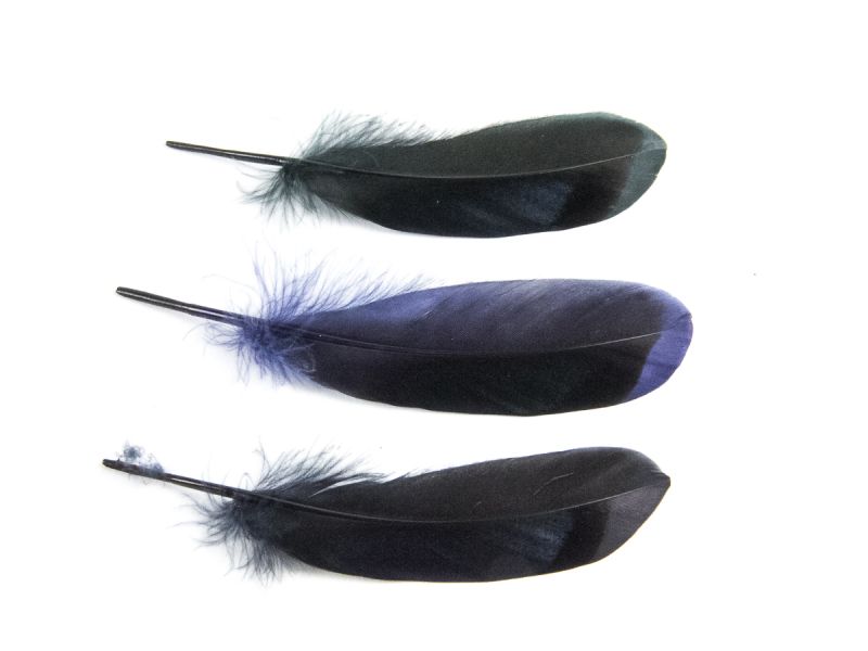 Dyed Mallard Duck Feathers (Pack of 10) 2