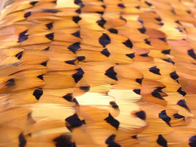 Pheasant Gold Side Feather Fringe 3