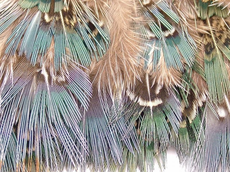 Green Pheasant Feather Fringe 3
