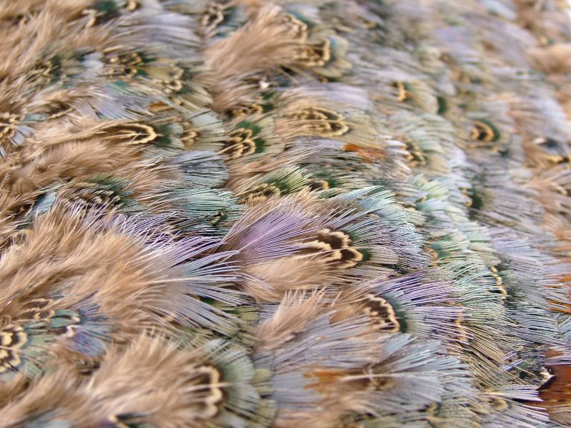 Green Pheasant Feather Fringe 4