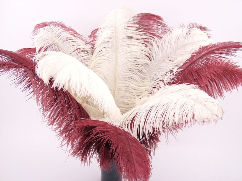 Ostrich Premium Wing Feather (50-65cm) 2