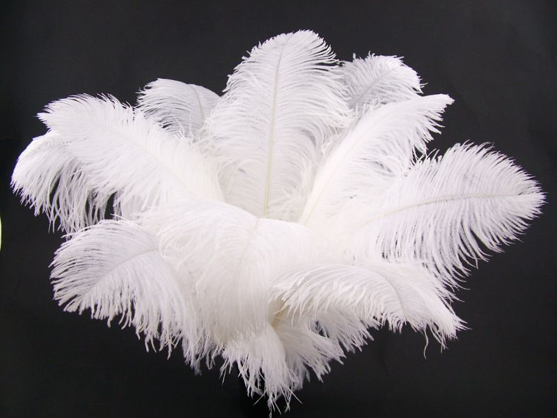 Ostrich Premium Wing Feather (50-65cm) 4