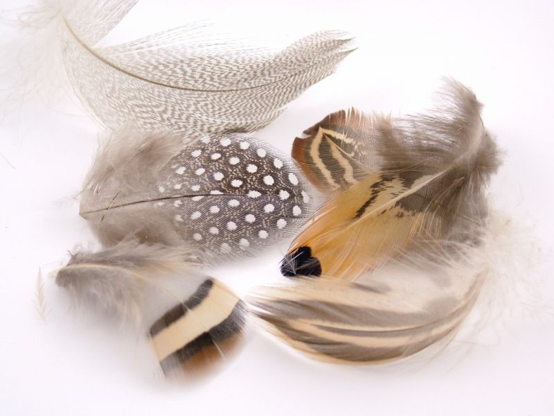 Mixed Plumage (10g Pack) 2