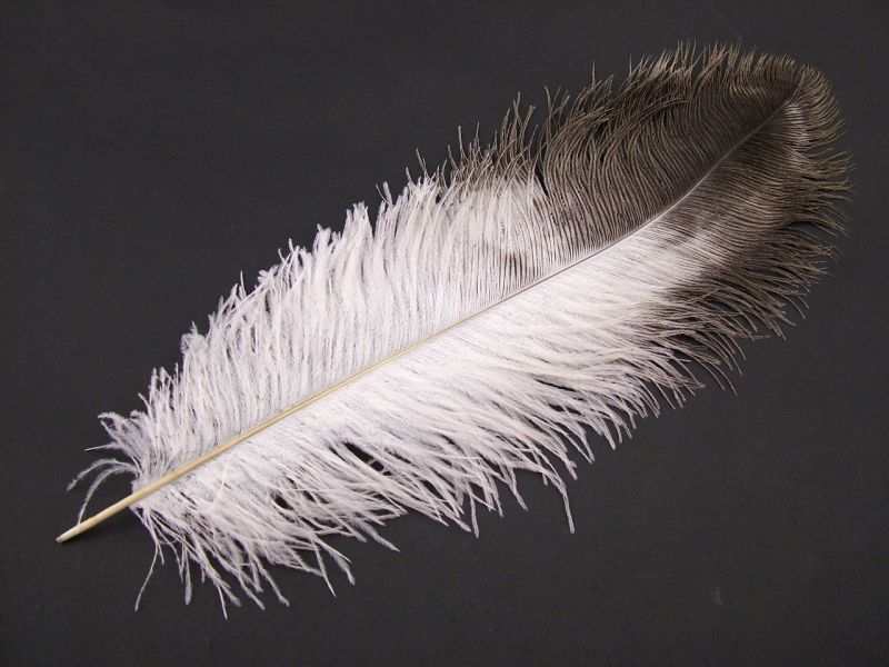 Natural Ostrich Wing Feather (50-65cm) 1