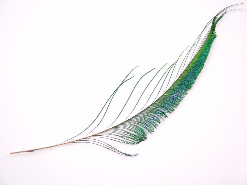 Peacock Feather Packs - Sword (Pack of 5) 1