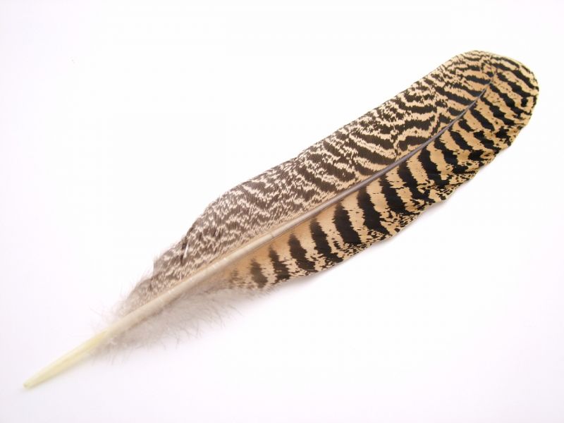 Peacock Wing Feather 1