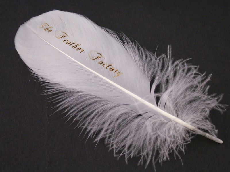 Invitation Feather (Pack of 10) 1