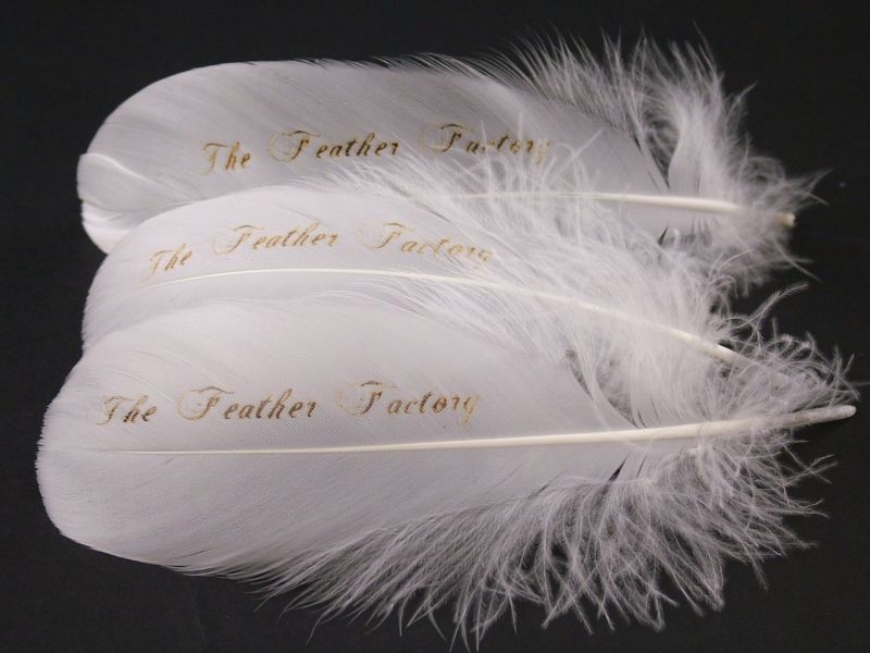 Invitation Feather (Pack of 10) 2