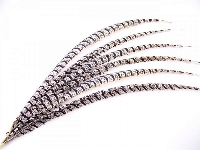 Lady Amherst Pheasant Feather - Centre (85 - 100cm) 1