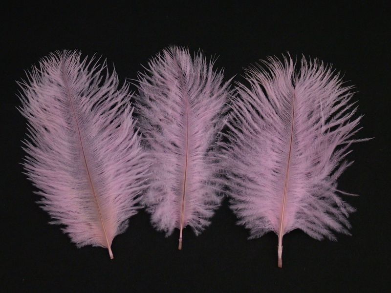 Baby Ostrich Feathers (Pack of 10) 2