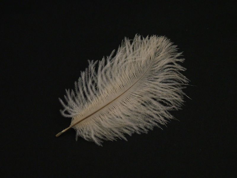 Baby Ostrich Feathers (Pack of 10) 3