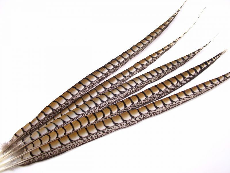 Lady Amherst Pheasant Feather Side 1