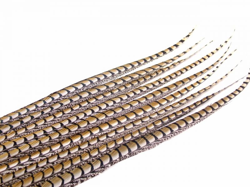 Lady Amherst Pheasant Feather Side 3