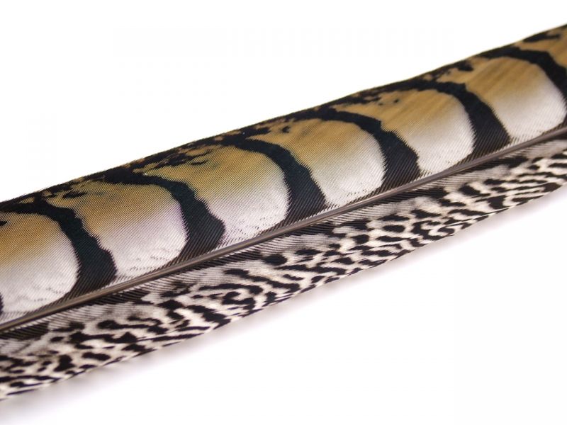 Lady Amherst Pheasant Feather Side 4