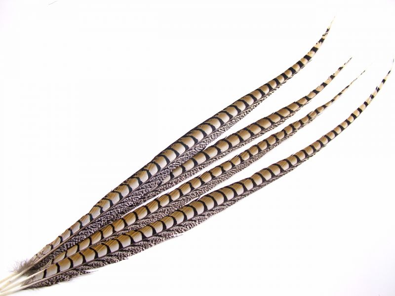 Lady Amherst Pheasant Feather Side 5