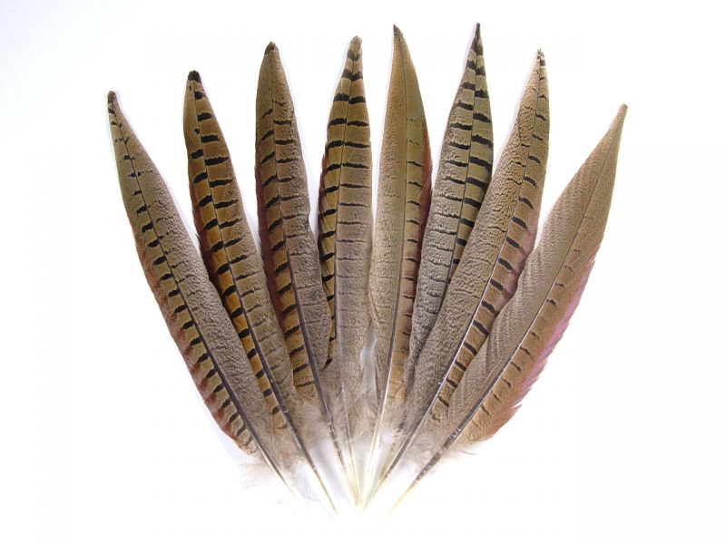 Male Pheasant Side Tail (Pack of 5) 2