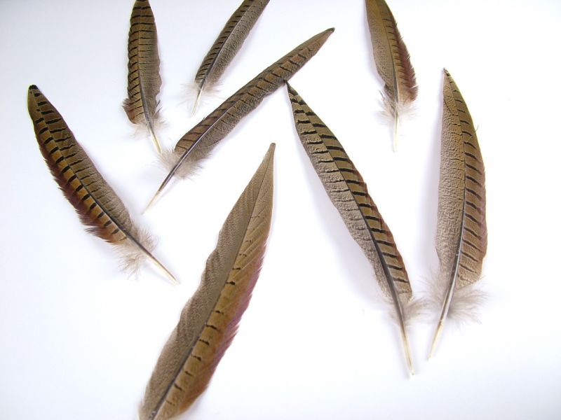 Male Pheasant Side Tail (Pack of 5) 5