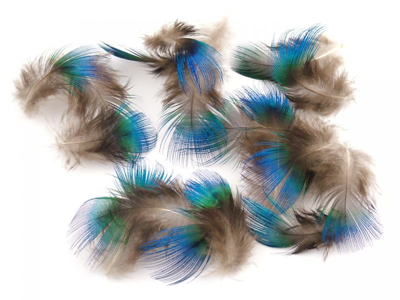 Blue Peacock Plumage (2g Pack)  1