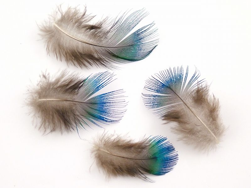 Blue Peacock Plumage (2g Pack)  2