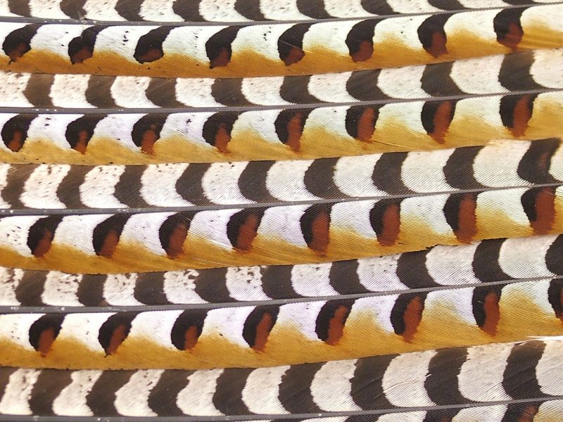 Reeves Pheasant Tail (60-75cm) 3