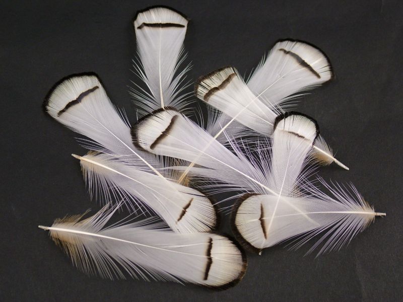 Lady Amherst Pheasant Tippet Feathers (1g pack) 1