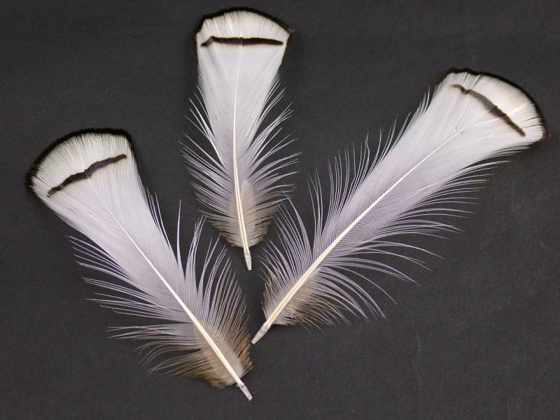 Lady Amherst Pheasant Tippet Feathers (1g pack) 2