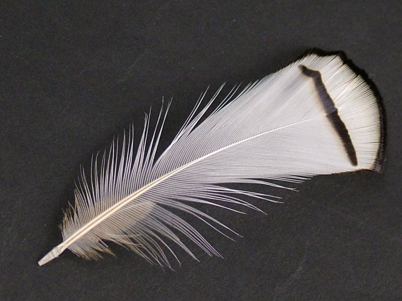 Lady Amherst Pheasant Tippet Feathers (1g pack) 3