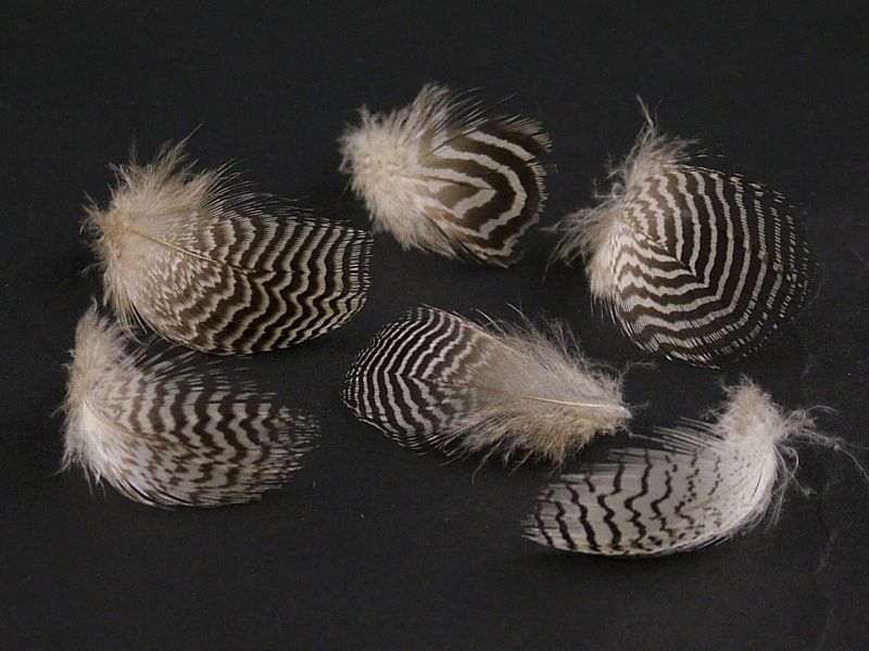 Mottled Peacock Feathers - Plumage (2g pack) 2