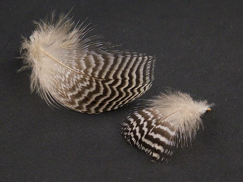 Mottled Peacock Feathers - Plumage (2g pack) 3