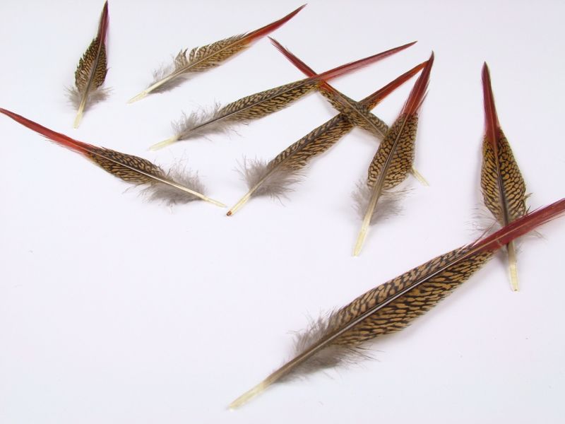 Golden Pheasant Spear (Pack of 5) 1
