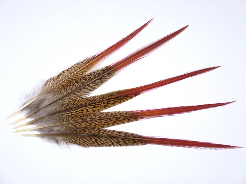 Golden Pheasant Spear (Pack of 5) 2