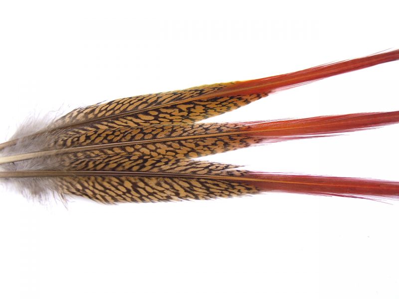 Golden Pheasant Spear (Pack of 5) 3